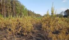 Pożar lasu w Leśnictwie Przejma
