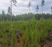 Naturalne odnowienie lasu